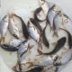 ماهی گرمابی کپور